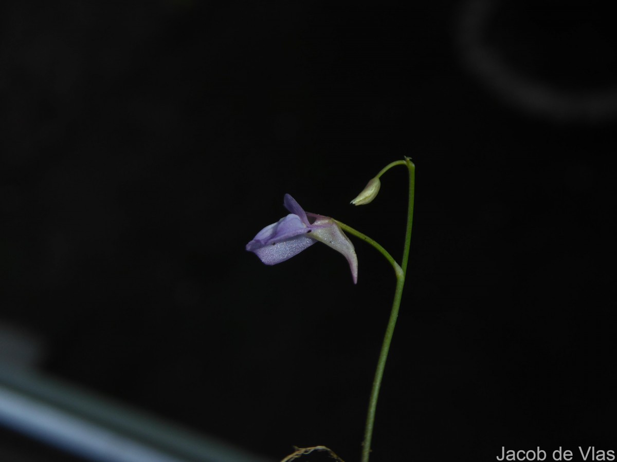 Utricularia graminifolia Vahl